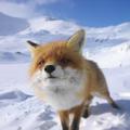 avatar for SouthFox@library.southfox.me